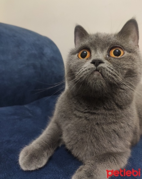 British Shorthair, Kedi  Mia fotoğrafı