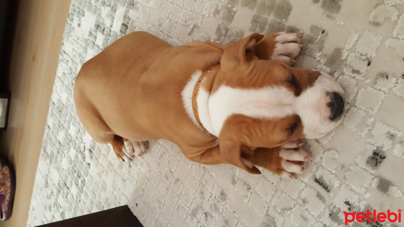 Amerikan Staffordshire Terrier, Köpek  Pancho fotoğrafı