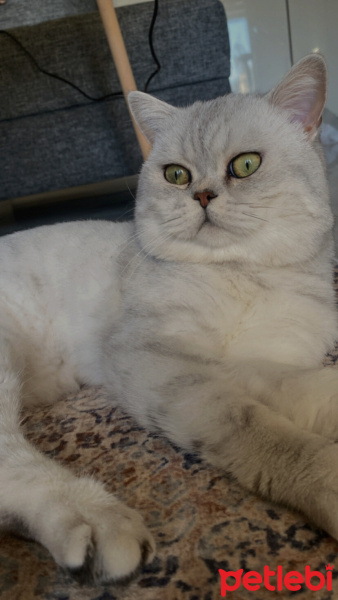 British Shorthair, Kedi  Simba fotoğrafı