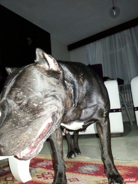 Amerikan Pitbull Terrier, Köpek  Şila fotoğrafı