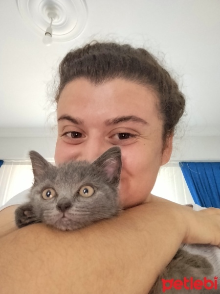 British Shorthair, Kedi  Asil fotoğrafı