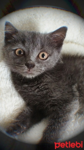 British Shorthair, Kedi  Asil fotoğrafı
