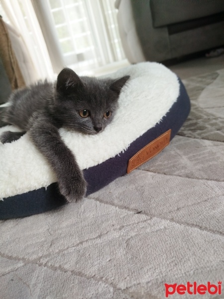 British Shorthair, Kedi  Asil fotoğrafı