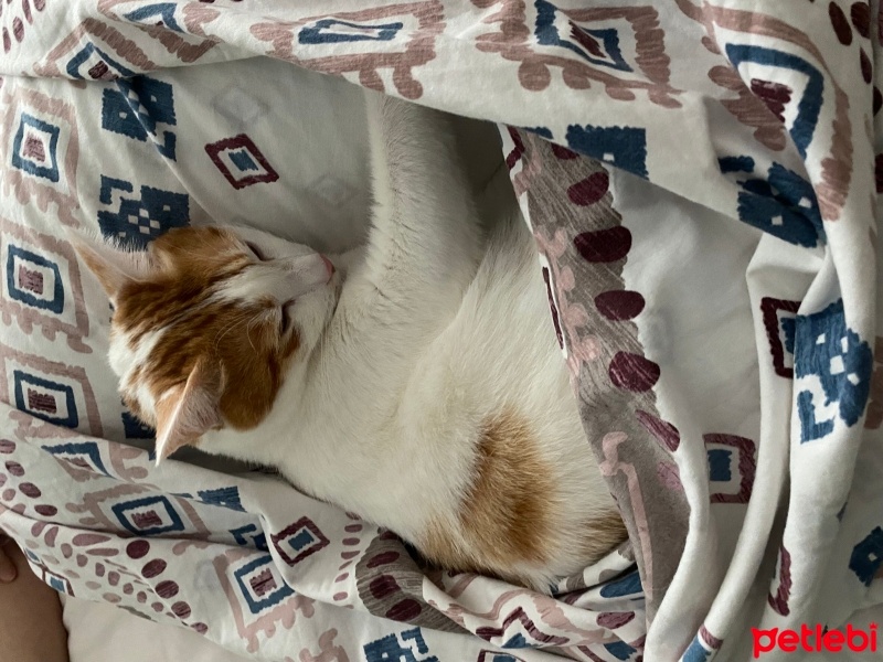 Tekir Kedi, Kedi  Sütlaç fotoğrafı