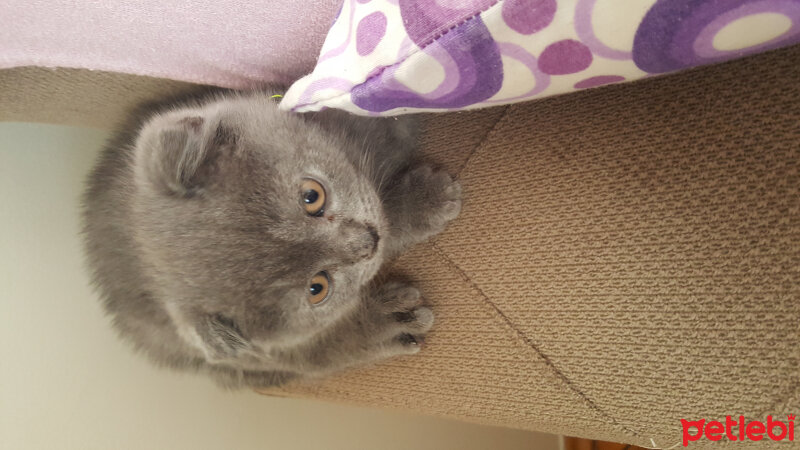 Scottish Fold, Kedi  Polo fotoğrafı