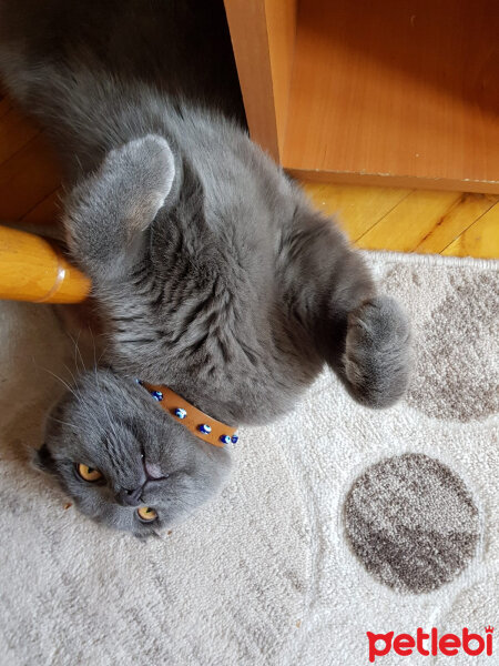 Scottish Fold, Kedi  Polo fotoğrafı