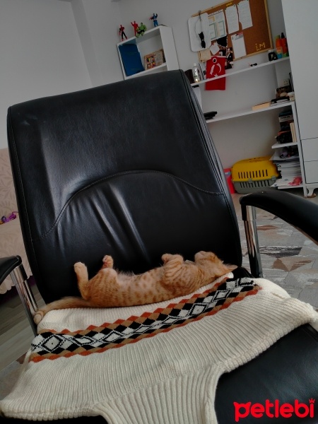 Sarman, Kedi  Saruhan fotoğrafı