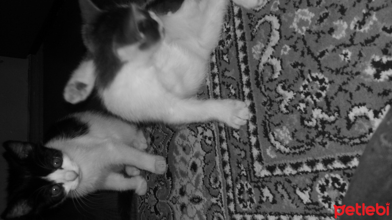 Tekir Kedi, Kedi  3 kardeş fotoğrafı