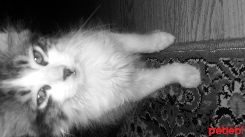 Tekir Kedi, Kedi  3 kardeş fotoğrafı