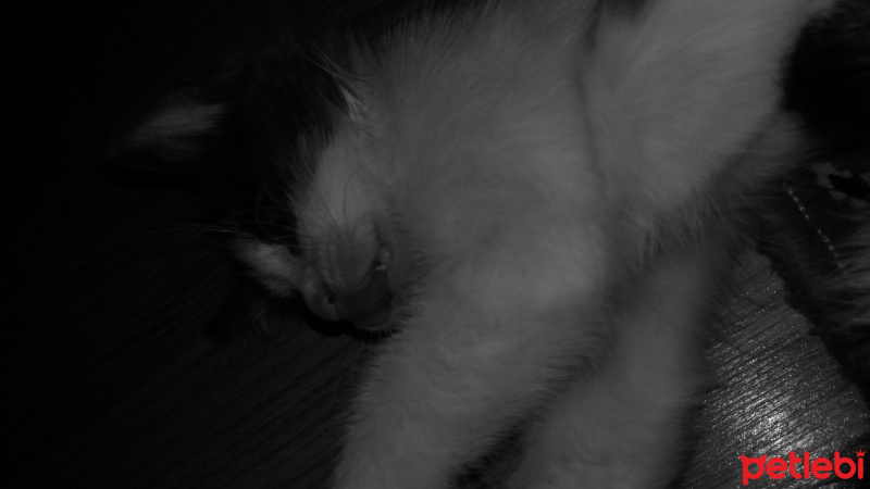 Tekir Kedi, Kedi  3 kardeş fotoğrafı
