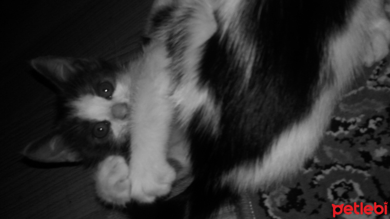 Tekir Kedi, Kedi  3 kardeş fotoğrafı