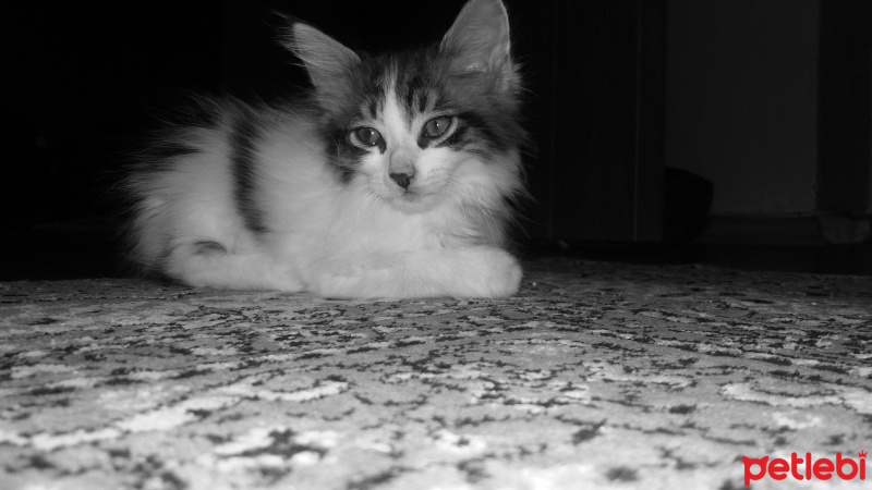 Tekir Kedi, Kedi  3 kardeş fotoğrafı