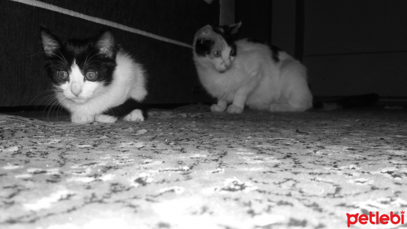 Tekir Kedi, Kedi  3 kardeş fotoğrafı