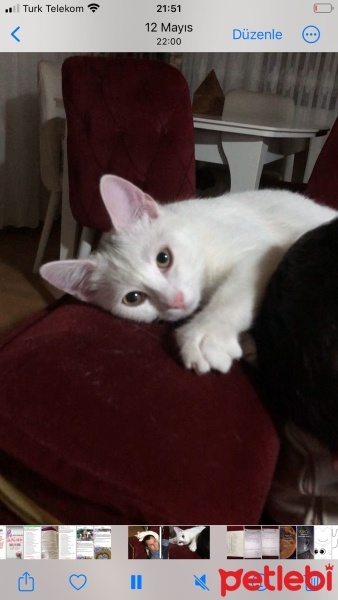 Ankara Kedisi, Kedi  Paşa nunu fotoğrafı
