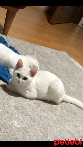 Ankara Kedisi, Kedi  Paşa nunu fotoğrafı