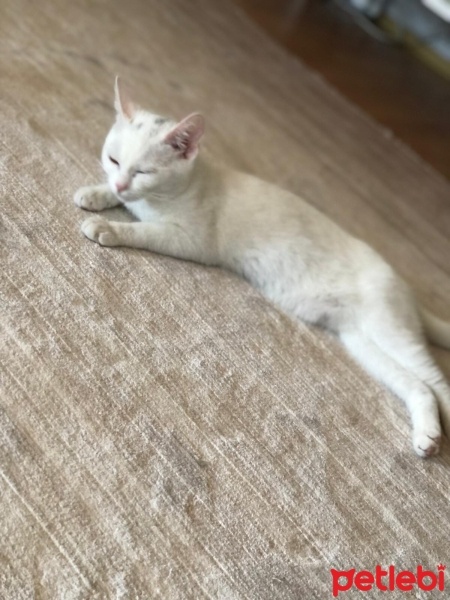 Ankara Kedisi, Kedi  Paşa nunu fotoğrafı