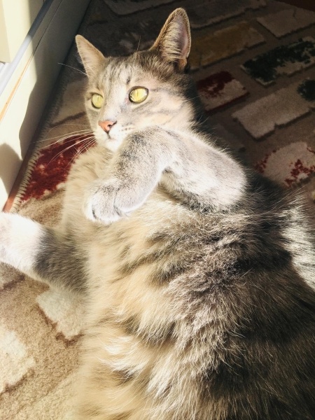 Tekir Kedi, Kedi  Binnoş fotoğrafı