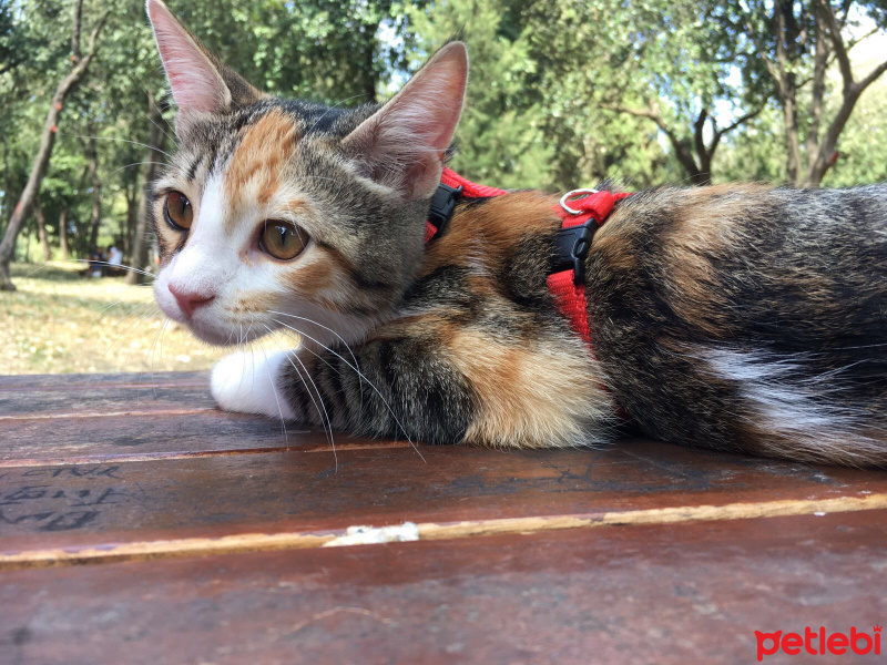 Tekir Kedi, Kedi  Shiva fotoğrafı