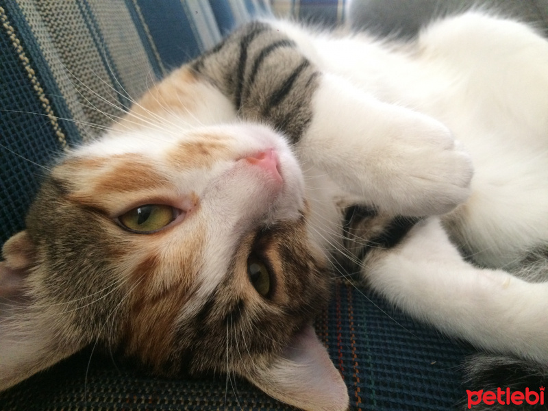 Tekir Kedi, Kedi  Shiva fotoğrafı