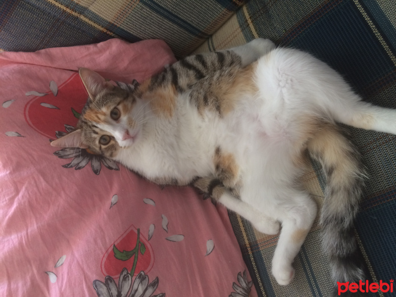 Tekir Kedi, Kedi  Shiva fotoğrafı