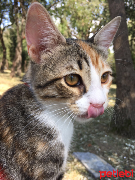 Tekir Kedi, Kedi  Shiva fotoğrafı