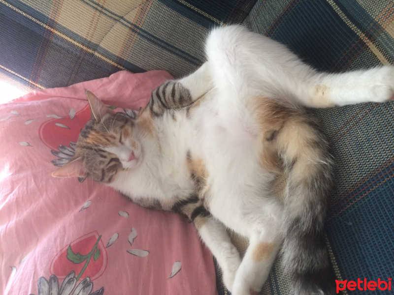 Tekir Kedi, Kedi  Shiva fotoğrafı