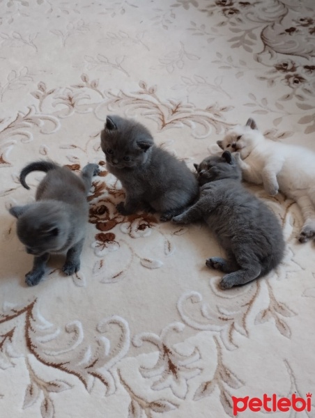 British Shorthair, Kedi  Pamuğun yavruları fotoğrafı