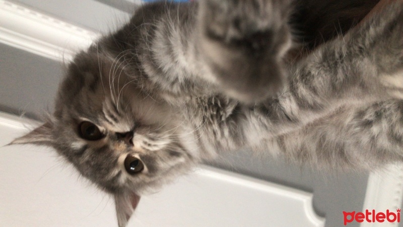 British Longhair, Kedi  Pamuk fotoğrafı