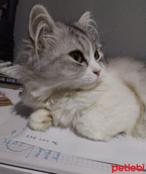Norwegian Forest, Kedi  mila fotoğrafı