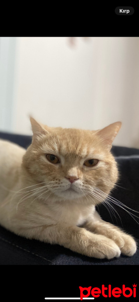 Scottish Fold, Kedi  güneş fotoğrafı