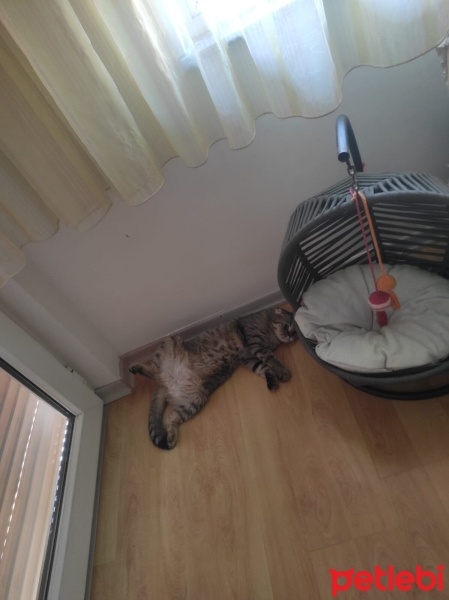 Scottish Fold, Kedi  Coffee fotoğrafı