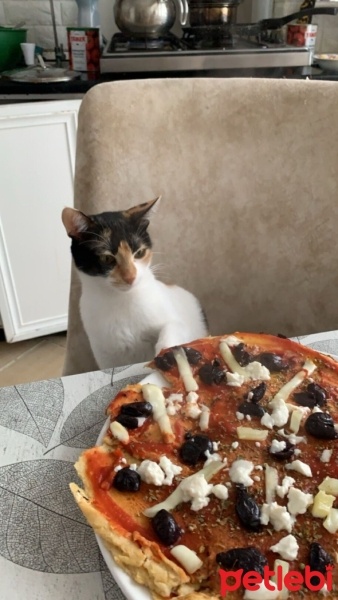Tekir Kedi, Kedi  Mia fotoğrafı