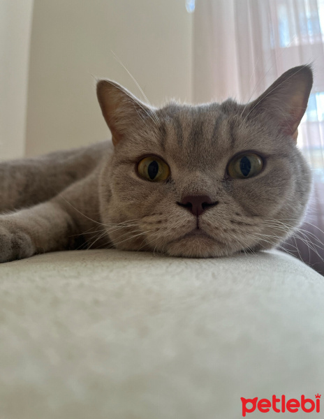 British Shorthair, Kedi  ÇAKIL fotoğrafı