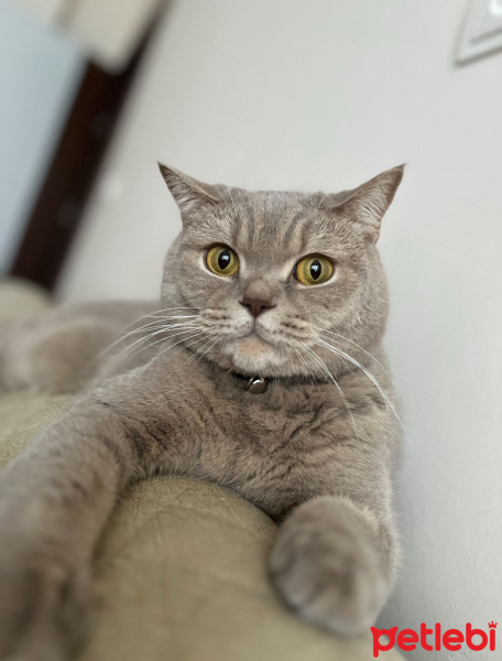 British Shorthair, Kedi  ÇAKIL fotoğrafı
