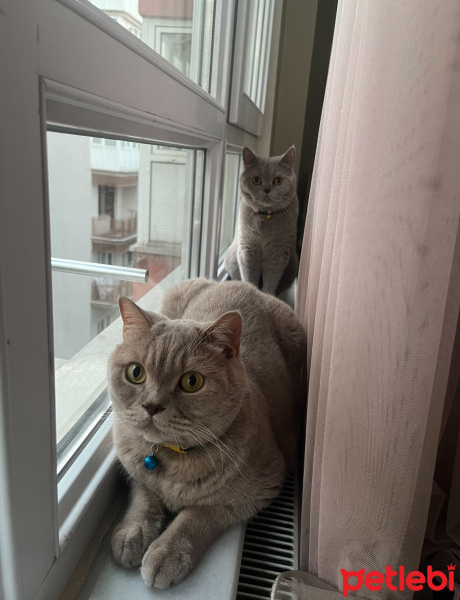 British Shorthair, Kedi  ÇAKIL fotoğrafı
