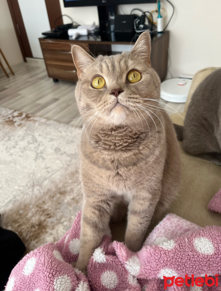 British Shorthair, Kedi  ÇAKIL fotoğrafı