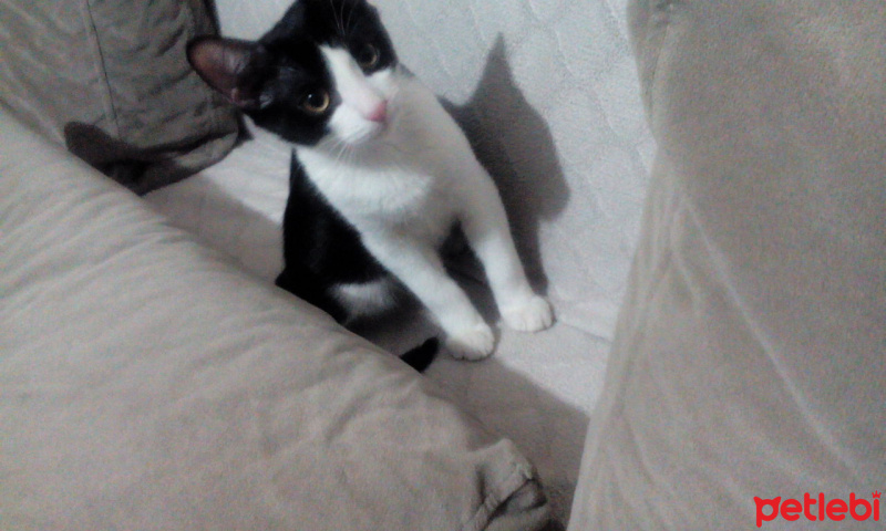 Tuxedo (Smokin) Kedi, Kedi  muhtar fotoğrafı