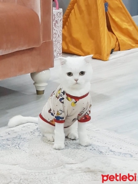 Scottish Fold, Kedi  Saşha fotoğrafı