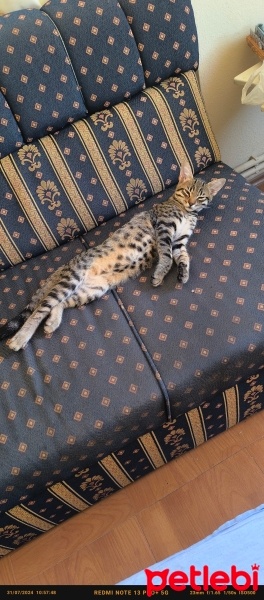 Tekir Kedi, Kedi  Doran fotoğrafı