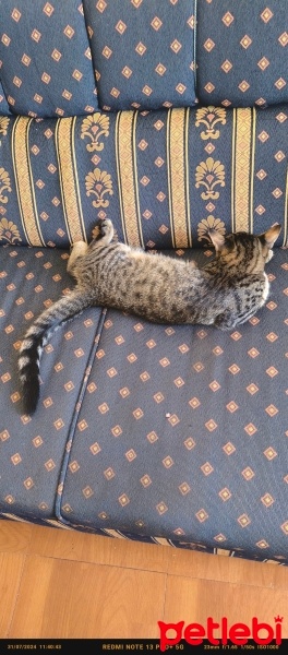 Tekir Kedi, Kedi  Doran fotoğrafı