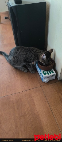Tekir Kedi, Kedi  Doran fotoğrafı