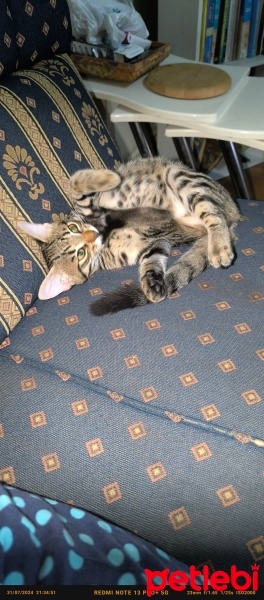 Tekir Kedi, Kedi  Doran fotoğrafı
