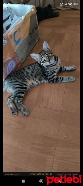 Tekir Kedi, Kedi  Doran fotoğrafı