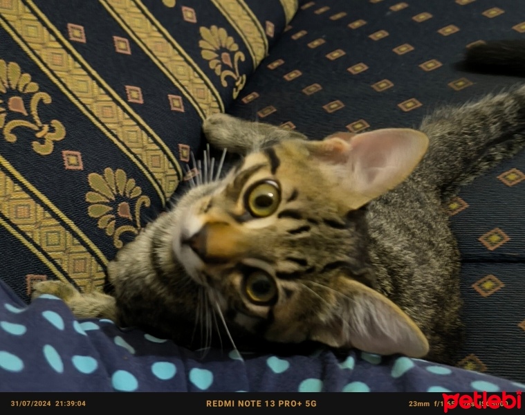 Tekir Kedi, Kedi  Doran fotoğrafı