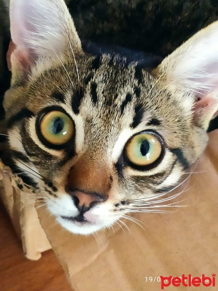 Tekir Kedi, Kedi  Doran fotoğrafı