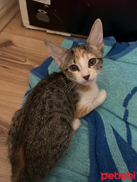 Tekir Kedi, Kedi  Minik Tekir fotoğrafı