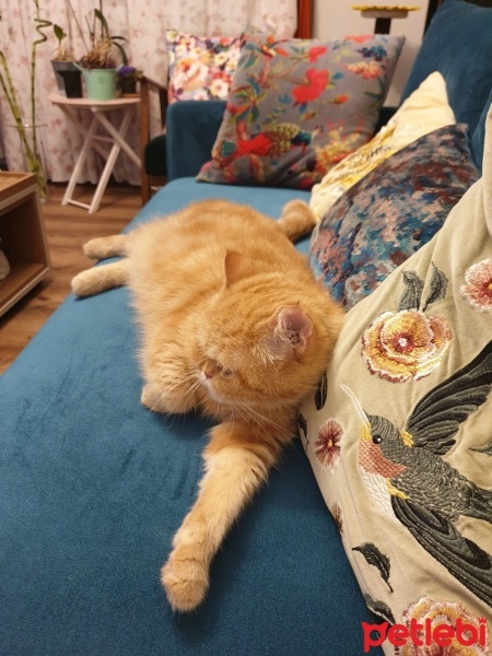 İran Kedisi (Persian), Kedi  Zilli Zarife fotoğrafı
