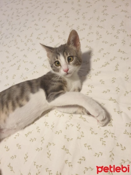 Tekir Kedi, Kedi  Totoro fotoğrafı