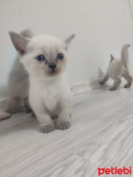 British Shorthair, Kedi  6adet fotoğrafı
