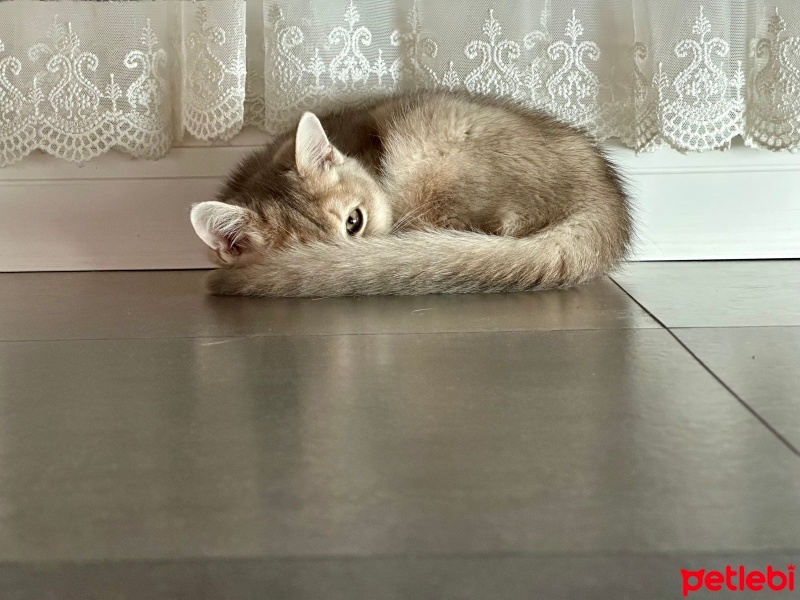 British Shorthair, Kedi  Odin fotoğrafı